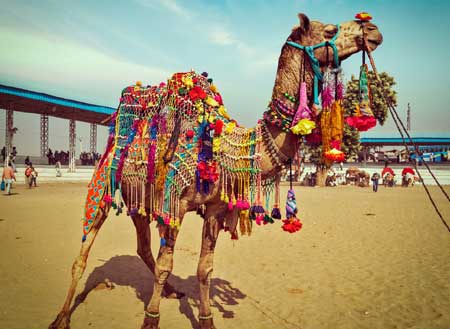 Golden Triangle With Pushkar