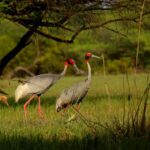 Keoladeo National Park Bharatpur: Travel Time & Guide