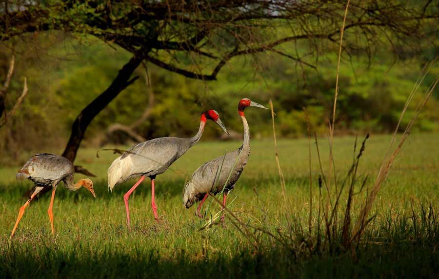 Keoladeo National Park Bharatpur: Travel Time & Guide